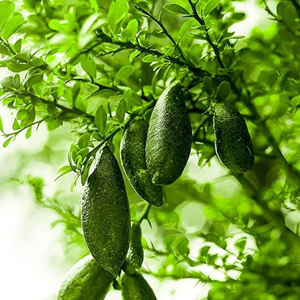 GOLDFIELD &amp; BANKS - Bohemian Lime 10ml 